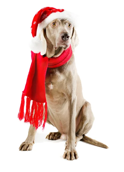 Santa hund — Stockfoto