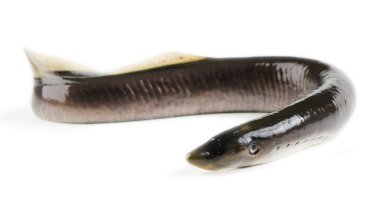 Lamprey.