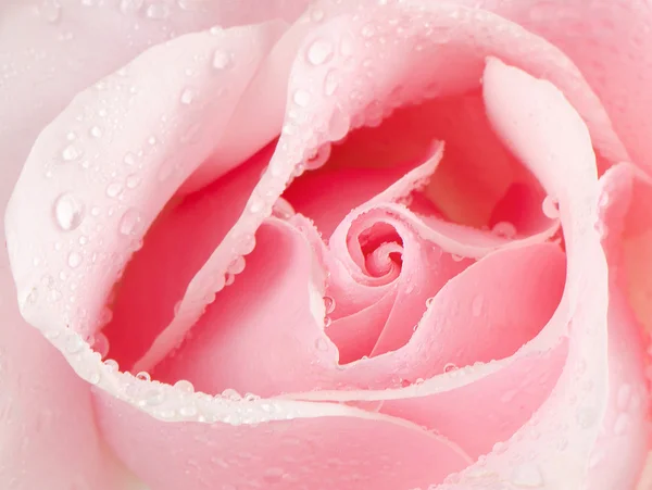 Schöne rosa Rose — Stockfoto