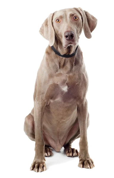 Beyaz izole köpek — Stok fotoğraf
