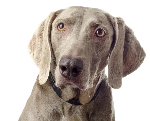 Cão isolado em branco — Fotografia de Stock