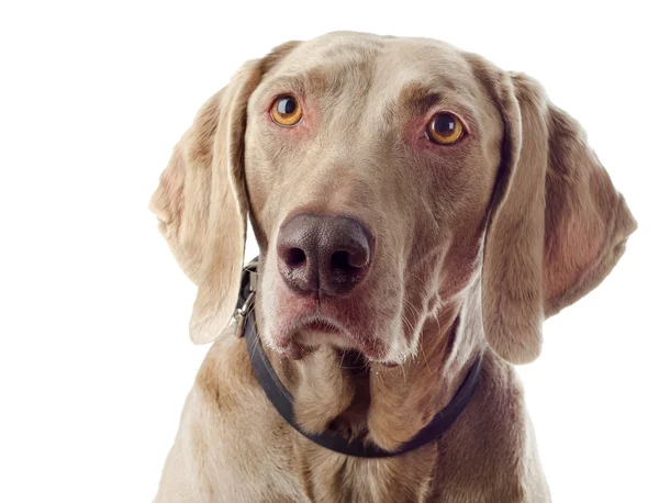 Cane isolato su bianco — Foto Stock