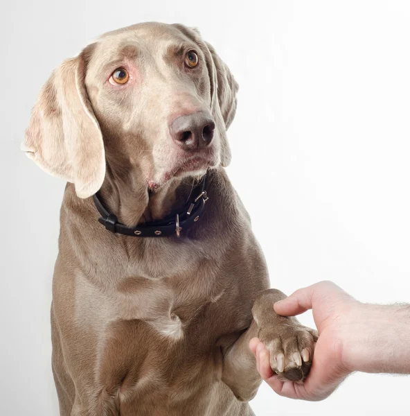 Dog gives a paw — Stock Photo, Image