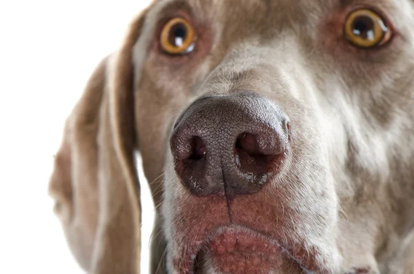 Cão isolado em branco — Fotografia de Stock