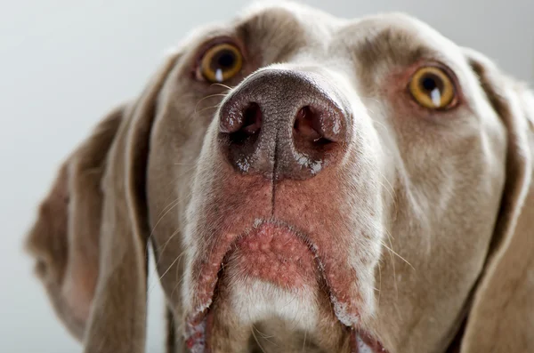 Cane. Primo piano . — Foto Stock