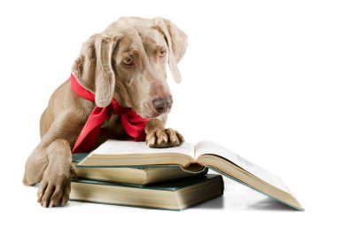 Kitaplı köpek