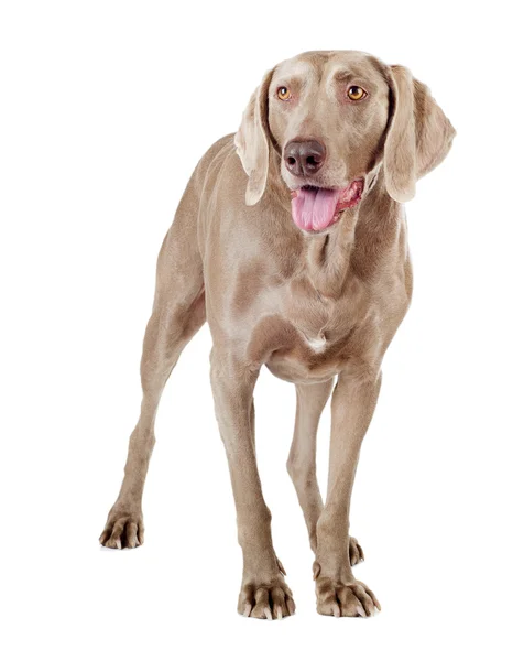 Cão isolado em branco — Fotografia de Stock