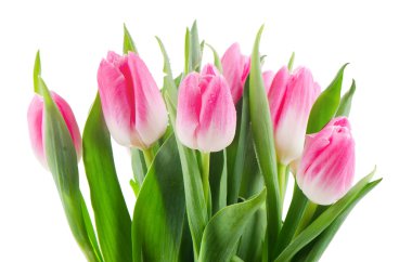 Beyaz arka plan üzerinde izole taze laleler