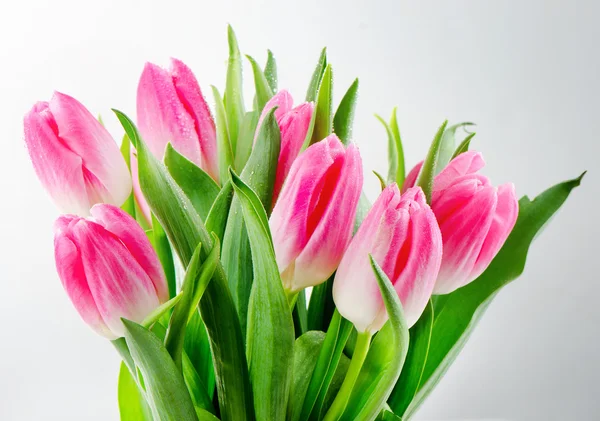 Tulipani — Foto Stock