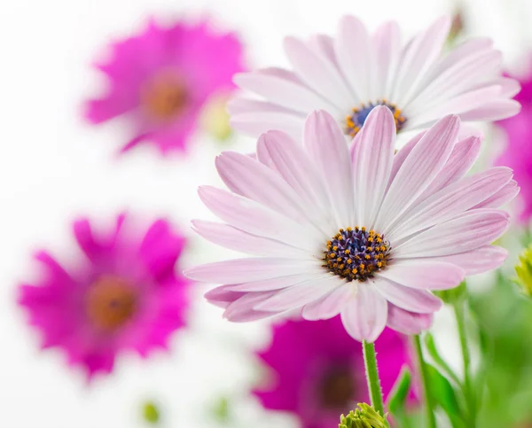 Flores — Fotografia de Stock