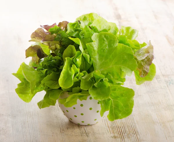 Lettuce salad — Stock Photo, Image