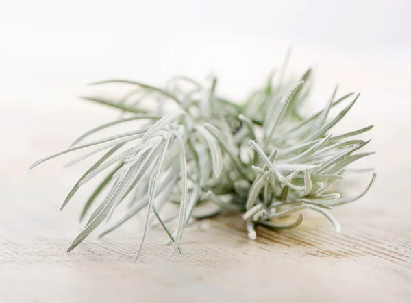 Fresh rosemary on a wooden background — Stock Photo, Image
