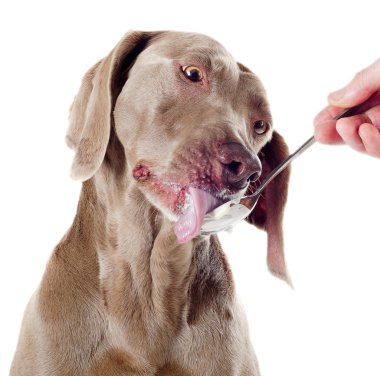 beyaz izole köpek