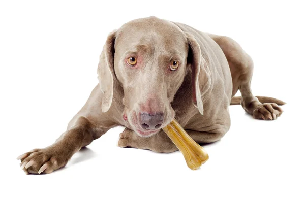 Cão com osso isolado no fundo branco — Fotografia de Stock