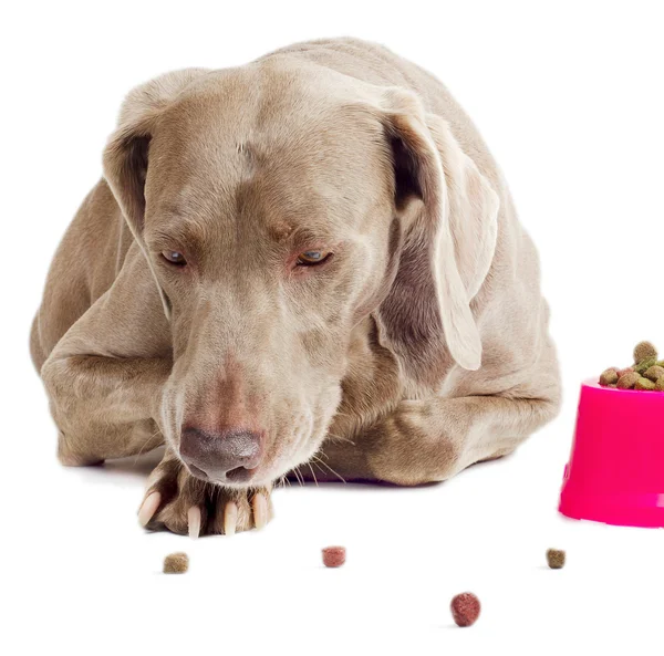Cane con cibo per cani — Foto Stock