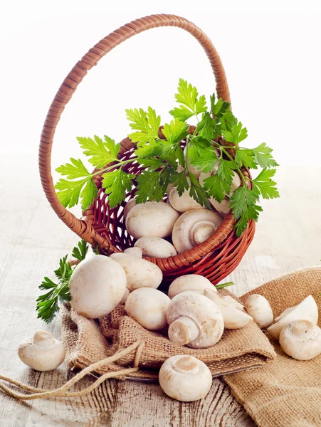 Mushrooms — Stock Photo, Image