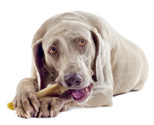 Dog with bone — Stock Photo, Image