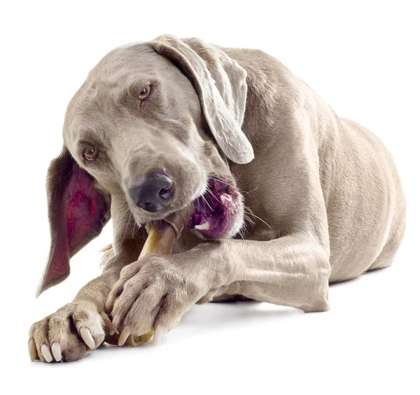 Dog with bone — Stock Photo, Image