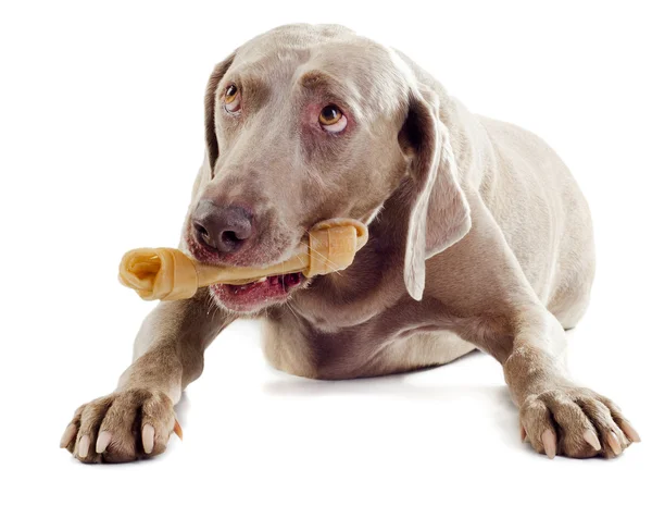 Cão com osso — Fotografia de Stock