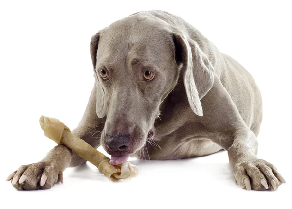 Cão com osso — Fotografia de Stock