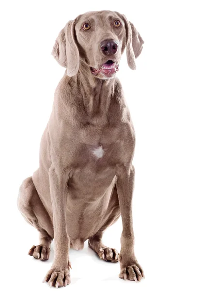 흰색 절연 개 — 스톡 사진