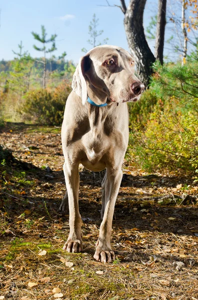 Cão — Fotografia de Stock