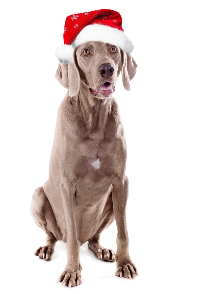 Santa perro — Foto de Stock