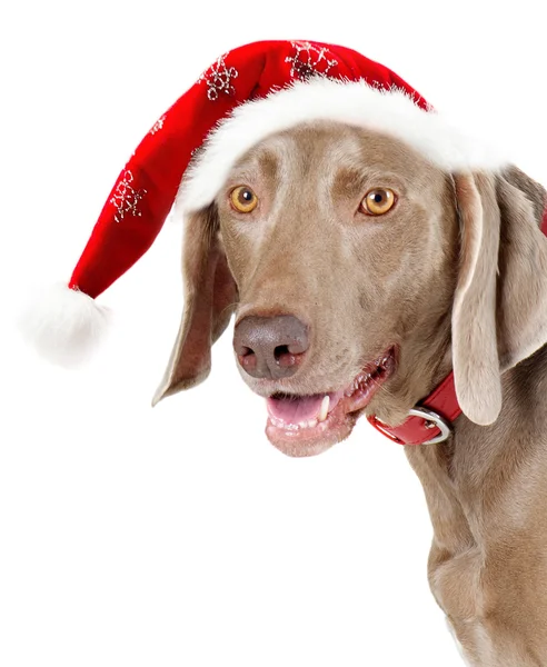 Santa cane — Foto Stock