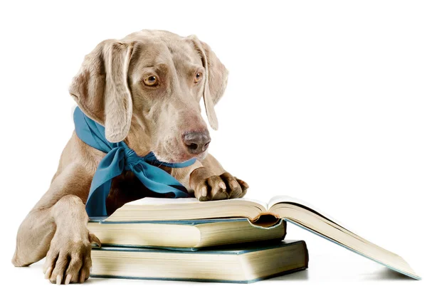 Dog with book — Stock Photo, Image