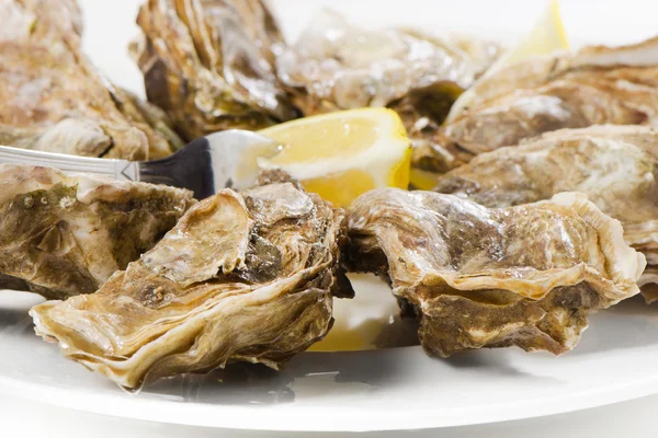 Verse oesters — Stockfoto