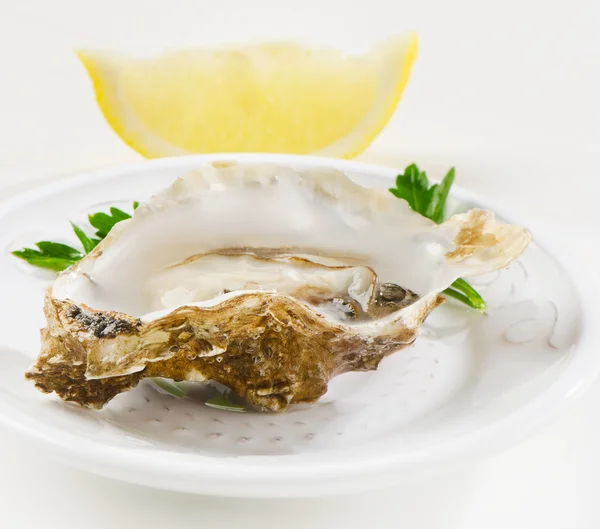 Verse oesters — Stockfoto