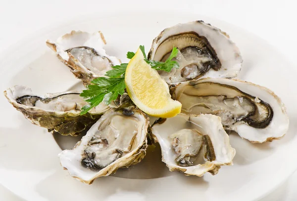 Verse oesters — Stockfoto