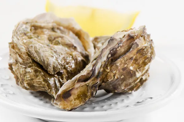 Verse oesters — Stockfoto