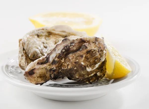 Verse oesters — Stockfoto