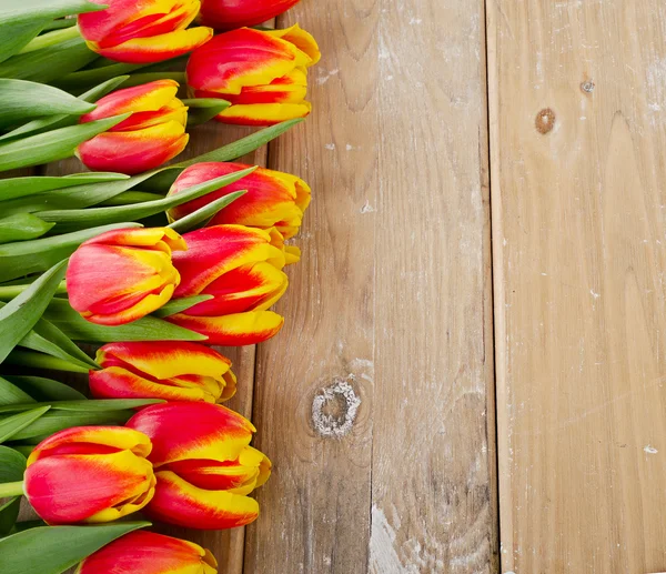 Strauß der frischen Tulpen — Stockfoto