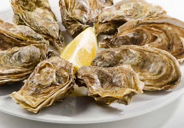 Verse oesters op een witte plaat — Stockfoto