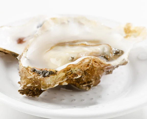 Verse oesters op een witte plaat — Stockfoto