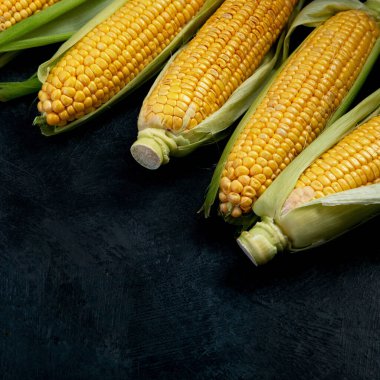 Çiğ mısır ya da koyu arkaplanda mısır. Yemek konseptini hasat et. Boşluğu kopyala