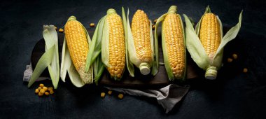 Çiğ mısır ya da koyu arkaplanda mısır. Yemek konseptini hasat et. panorama