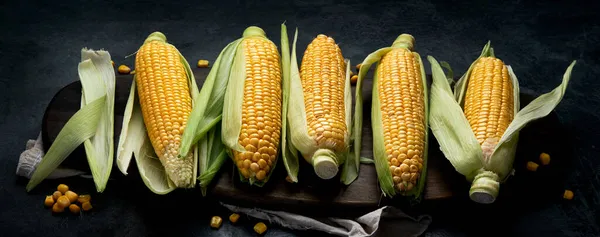 暗い背景に生のトウモロコシやトウモロコシ 食糧の概念を収穫する パノラマ — ストック写真
