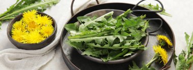 Hafif arka planda taze karahindiba. Yenilebilir bitki ve nektareröz. panorama