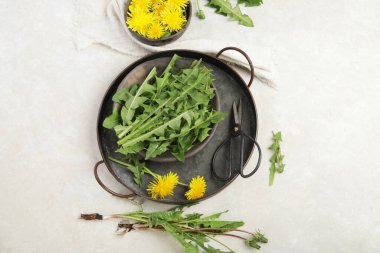 Hafif arka planda taze karahindiba. Yenilebilir bitki ve nektareröz. Düz konum, üst görünüm, kopyalama alanı