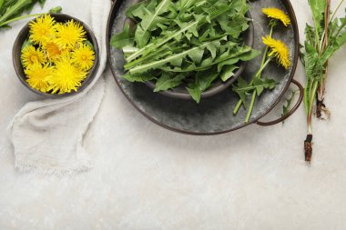 Hafif arka planda taze karahindiba. Yenilebilir bitki ve nektareröz. Düz konum, üst görünüm, kopyalama alanı