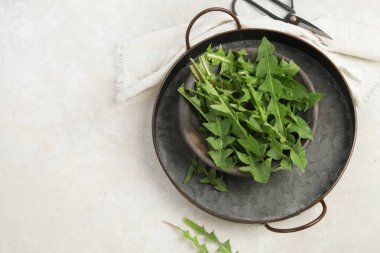 Hafif arka planda taze karahindiba. Yenilebilir bitki ve nektareröz. Düz konum, üst görünüm, kopyalama alanı