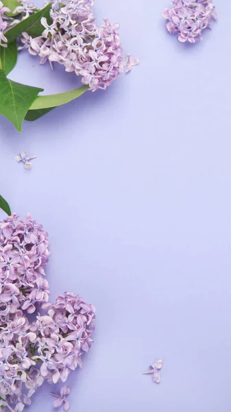 White Pink Background Lilac Flowers Spring Natural Background Top View — Stockfoto