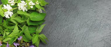 Karanlık bir arka planda yenilebilir bitkiler ve çiçekler. Karotenoid kaynağı olarak yabani otlar. Düz konum, üst görünüm, kopyalama alanı, panorama