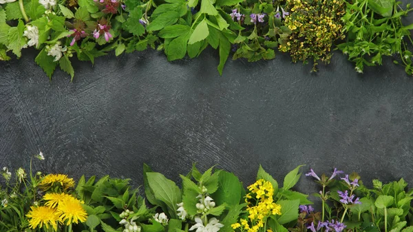 Edible plants and flowers on a dark background. Wild herbs as sources of carotenoids. Flat lay, top view, copy space