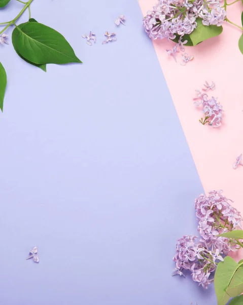 White Pink Background Lilac Flowers Spring Natural Background Top View — Photo
