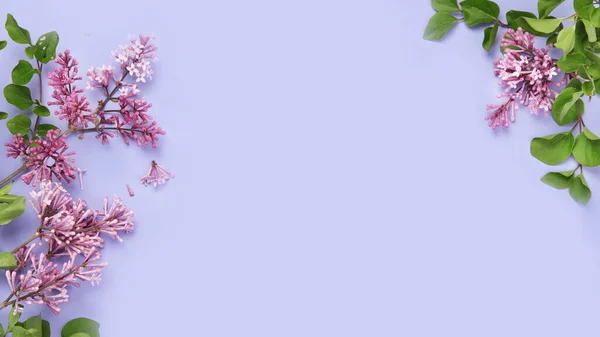 Lilac Flowers Cup Tea Colourful Background Atmospheric Summer Concept Top — Photo