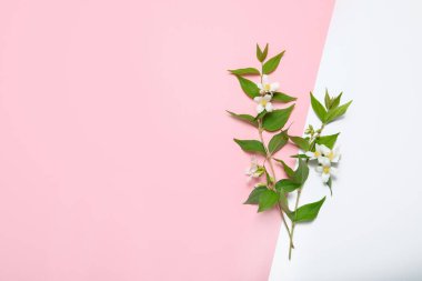 Yasemin çiçekleri pembe arka planda. Tebrik kartı ya da düğün davetiyesi olarak kullanılabilir. Üst görünüm, düz görünüm, kopyalama alanı